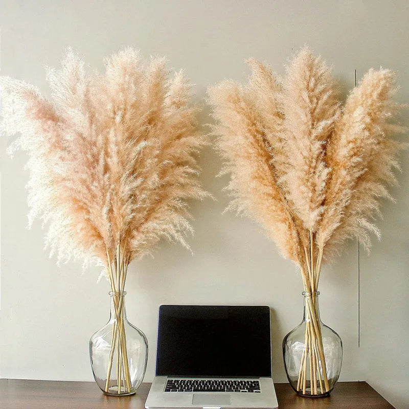 Natural Pampas Grass Stems for Home Decor Beige 5 pieces