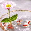 Floating Flower Holder - Clear Stem Support for Arrangements Small