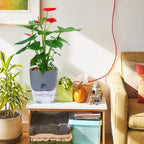 Self-Watering Planter – Cotton Wick System for Indoor Plants