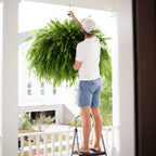 Realistic Artificial Boston Fern with 88 Branches