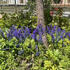 Solar Lavender Garden Light with LED Accent Lighting
