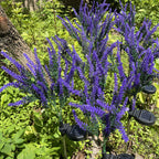 Solar Lavender Garden Light with LED Accent Lighting