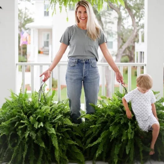 Realistic Artificial Boston Fern with 88 Branches