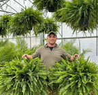 Realistic Artificial Boston Fern with 88 Branches