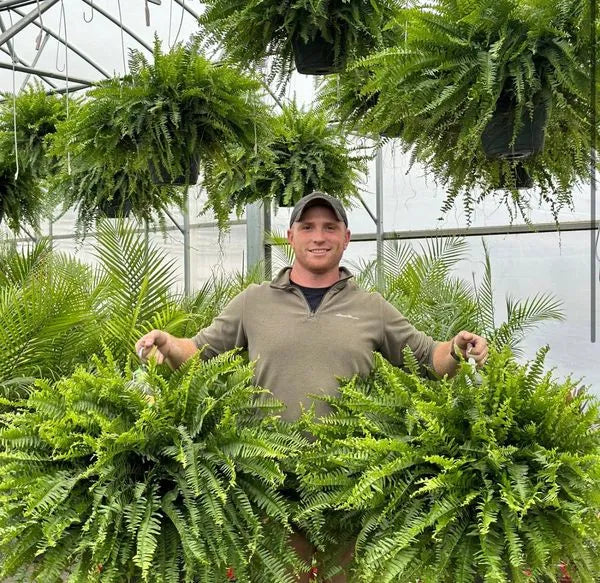 Realistic Artificial Boston Fern with 88 Branches